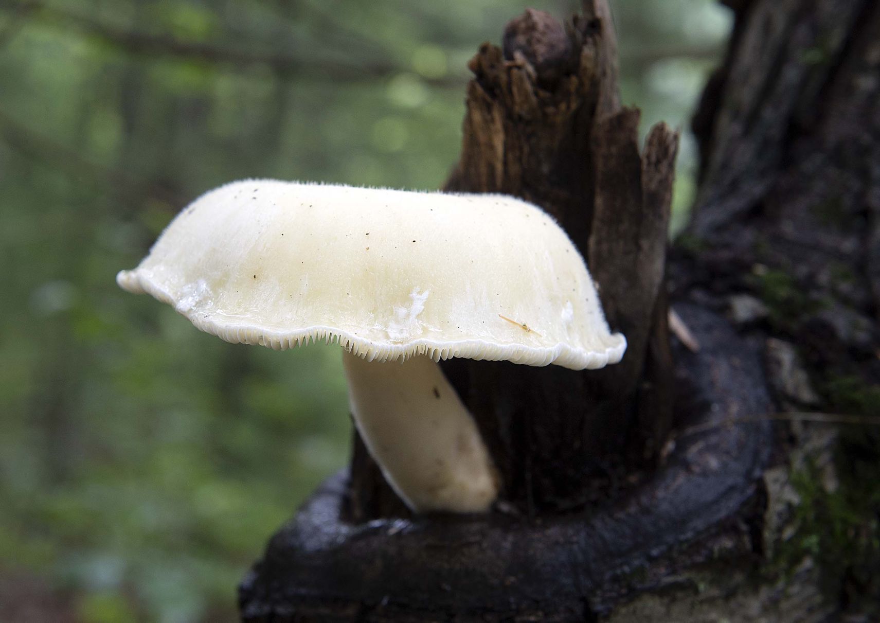 Pennsylvania Mushrooms.12.jpg